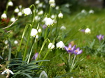 FZ003326 Spring snowflake (Leucojum vernum).jpg